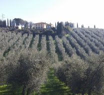 vinvi campagna 1